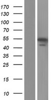 ALDH8A1 Protein - Western validation with an anti-DDK antibody * L: Control HEK293 lysate R: Over-expression lysate