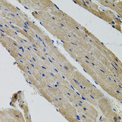 ALDH9A1 Antibody - Immunohistochemistry of paraffin-embedded rat heart.