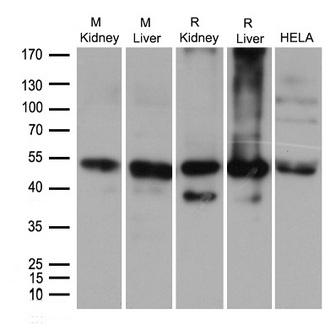 ALDH9A1 Antibody - Western blot analysis of extracts. (35ug) from different cell lines or tissues by using anti-ALDH9A1 rabbit polyclonal antibody .