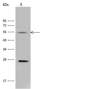 ALDH9A1 Antibody - Anti-ALDH9A1 rabbit polyclonal antibody at 1:500 dilution. Lane A: Hela Whole Cell Lysate. Lysates/proteins at 30 ug per lane. Secondary: Goat Anti-Rabbit IgG (H+L)/HRP at 1/10000 dilution. Developed using the ECL technique. Performed under reducing conditions. Predicted band size: 54 kDa. Observed band size: 55 kDa.