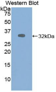 ALDOA / Aldolase A Antibody - Western blot of recombinant ALDOA / Aldolase.  This image was taken for the unconjugated form of this product. Other forms have not been tested.