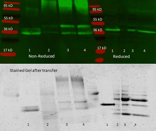 ALDOA / Aldolase A Antibody - Anti aldolase antibody – Immunoprecipitation and Western Blot. 300 µl aliquots of whole anti-aldolase antiserum (100-1141) were used to precipitate varying amounts of purified aldolase and precipitates with controls were compared by SDS-PAGE and Western blot. Samples shown in the image are: 1. Purified aldolase 2. 300 µl antiserum with no antigen (negative control) 3. 300 µl antiserum with ~100 µl aldolase (2.5 mg/ml) 4. 300 µl antiserum with ~200 µl aldolase (2.5 mg/ml) For the precipitation, 300 ul of antiserum and an equal volume of aldolase antigen in PBS was incubated ~24 hrs at 4°C, centrifuged for 6 minutes at 13K RPM, washed once with PBS, centrifuged and dissolved in 60 ul 0.1 N NaOH.  90 ul of PBS was added, the sample was divided in 2 portions, and an equal volume of reducing (+4% BME) or non-reducing 2X sample buffer was added.  The reduced samples were boiled for five minutes, and all samples were run at 140 V for ~45 minutes on a 4-20% tris/glycine gradient gel.  Gel was stained, destained and imaged(see attached) using standard protocols.  Precipitation of aldolase was confirmed by comparison of increasing amounts of antigen with the control protein by SDS PAGE and observation of a 40-45 kD MW band corresponding to Aldolase.  Additional higher and lower molecular weight bands correspond to serum proteins.