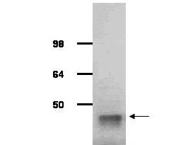 ALDOA / Aldolase A Antibody - Anti-Aldolase (Rabbit Muscle) Antibody - Western Blot. IgG purified antibody to rabbit muscle aldolase was used at a 1:1000 dilution to detect human aldolase by Western blot. A whole cell lysate prepared from human derived A293 cells was loaded on a 4-12% Tris glycine gradient gel for SDS-PAGE. The gel was transferred to nitro-cellulose using standard techniques. Antibody reaction with the membrane occurred overnight at 4° C in TTBS supplemented with 2% non-fat dry milk. Color was allowed to develop using SuperSignal West Pico Chemiluminescent Substrate (PIERCE). Other detection methods will yield similar results. This antibody clearly detects a band at ~41 kD consistent with human aldolase.