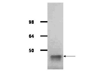 ALDOA / Aldolase A Antibody - IgG purified antibody to rabbit muscle aldolase was used at a 1:1000 dilution to detect human aldolase by western blot. A whole cell lysate prepared from human derived A293 cells was loaded on a 4-12% Tris glycine gradient gel for SDS-PAGE. The gel was transferred to nitro-cellulose using standard techniques. Antibody reaction with the membrane occurred overnight at 4°C in TTBS supplemented with 2% non-fat dry milk. Color was allowed to develop using SuperSignal West Pico Chemiluminescent Substrate (PIERCE). Other detection methods will yield similar results. This antibody clearly detects a band at ~41 kDa consistent with human aldolase. This image was taken for the unconjugated form of this product. Other forms have not been tested.