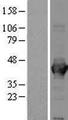 ALDOA / Aldolase A Protein - Western validation with an anti-DDK antibody * L: Control HEK293 lysate R: Over-expression lysate
