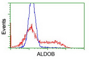 ALDOB Antibody - HEK293T cells transfected with either overexpress plasmid (Red) or empty vector control plasmid (Blue) were immunostained by anti-ALDOB antibody, and then analyzed by flow cytometry.