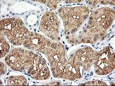 ALDOB Antibody - IHC of paraffin-embedded Human Kidney tissue using anti-ALDOB mouse monoclonal antibody.