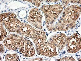 ALDOB Antibody - IHC of paraffin-embedded Human Kidney tissue using anti-ALDOB mouse monoclonal antibody.
