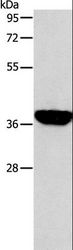 ALDOB Antibody - Western blot analysis of Mouse liver tissue, using ALDOB Polyclonal Antibody at dilution of 1:200.