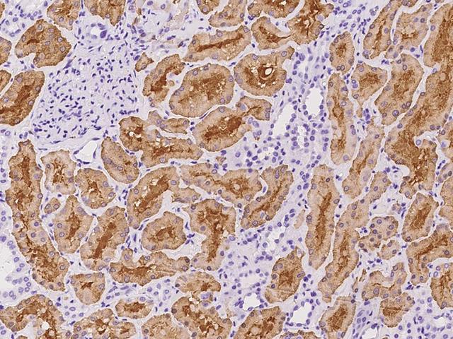ALDOB Antibody - Immunochemical staining of human ALDOB in human kidney with rabbit polyclonal antibody at 1:100 dilution, formalin-fixed paraffin embedded sections.