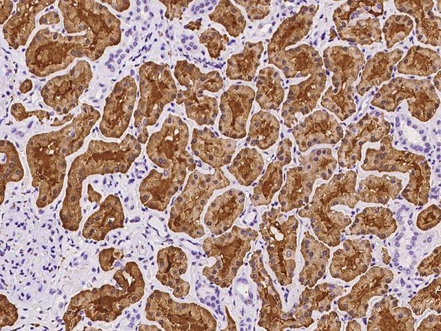 ALDOB Antibody - Immunochemical staining of human ALDOB in human kidney with rabbit polyclonal antibody at 1:500 dilution, formalin-fixed paraffin embedded sections.