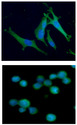 ALDOC / Aldolase C Antibody - ICC/IF analysis of ALDOC in U87MG cells line, stained with DAPI (Blue) for nucleus staining and monoclonal anti-human ALDOC antibody (1:100) with goat anti-mouse IgG-Alexa fluor 488 conjugate (Green).ICC/IF analysis of ALDOC in Jurkat cells line, stained with DAPI (Blue) for nucleus staining and monoclonal anti-human ALDOC antibody (1:100) with goat anti-mouse IgG-Alexa fluor 488 conjugate (Green).