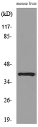 ALDOC / Aldolase C Antibody - Western blot analysis of lysate from mouse liver cells, using ALDOC Antibody.