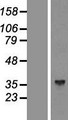 ALDOC / Aldolase C Protein - Western validation with an anti-DDK antibody * L: Control HEK293 lysate R: Over-expression lysate