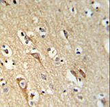 ALG10 / KCR1 Antibody - ALG10 Antibody IHC of formalin-fixed and paraffin-embedded brain tissue followed by peroxidase-conjugated secondary antibody and DAB staining.
