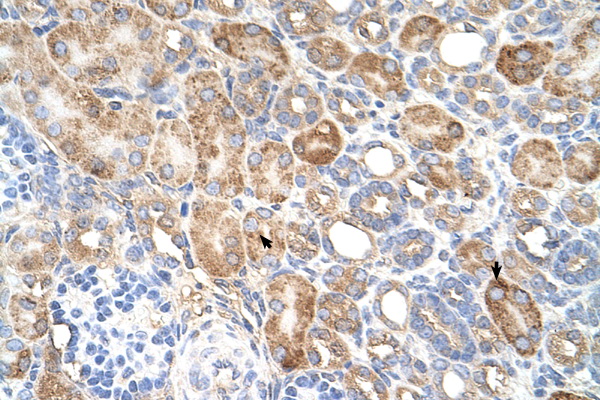ALG11 Antibody - ALG11 antibody ARP44463_P050-NP_001004127-ALG11(asparagine-linked glycosylation 11 homolog ) Antibody IHC of formalin-fixed, paraffin-embedded human Kidney. Positive label: Epithelial cells of renal tubule indicated with arrows. Antibody concentration 4-8 ug/ml. Magnification 400X.  This image was taken for the unconjugated form of this product. Other forms have not been tested.