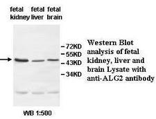 ALG2 Antibody