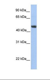 ALG2 Antibody - HepG2 cell lysate. Antibody concentration: 1.0 ug/ml. Gel concentration: 12%.  This image was taken for the unconjugated form of this product. Other forms have not been tested.