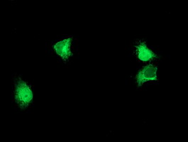 ALG2 Antibody - Anti-ALG2 mouse monoclonal antibody immunofluorescent staining of COS7 cells transiently transfected by pCMV6-ENTRY ALG2.