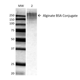 Alginate Antibody - Western Blot analysis of ALL BSA-Alginate Conjugate showing detection of ~250 kDa Alginate protein using Mouse Anti-Alginate Monoclonal Antibody, Clone 3G4-1F5. Lane 1: MW ladder. Lane 2: 0.625ug BSA:Alginate. Load: 0.625 µg. Block: 5% milk + TBST for 1 hour at RT. Primary Antibody: Mouse Anti-Alginate Monoclonal Antibody  at 1:500 for 1 hour at RT. Secondary Antibody: HRP Goat Anti-Mouse at 1:100 for 1 hour at RT. Color Development: TMB solution for 2 min at RT. Predicted/Observed Size: ~250 kDa.