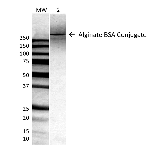 Alginate Antibody - Western Blot analysis of ALL BSA-Alginate Conjugate showing detection of ~250 kDa Alginate protein using Mouse Anti-Alginate Monoclonal Antibody, Clone 4B10-1C5. Lane 1: MW ladder. Lane 2: 0.625ug BSA:Alginate. Load: 0.625 µg. Block: 5% milk + TBST for 1 hour at RT. Primary Antibody: Mouse Anti-Alginate Monoclonal Antibody  at 1:500 for 1 hour at RT. Secondary Antibody: HRP Goat Anti-Mouse at 1:100 for 1 hour at RT. Color Development: TMB solution for 2 min at RT. Predicted/Observed Size: ~250 kDa.