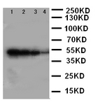 ALK-6 / BMPR1B Antibody - WB of ALK-6 / BMPR1B antibody. Recombinant Protein Detection Source:. E.coli derived -recombinant Human BMPR1B, 49.0KD. (162aa tag+D17-D289). . Lane 1: Recombinant Human BMPR1B Protein 10ng. Lane 2: Recombinant Human BMPR1B Protein 5ng. Lane 3: Recombinant Human BMPR1B Protein 2.5ng. Lane 4: Recombinant Human BMPR1B Protein 1.25ng..