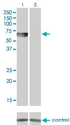 ALK-6 / BMPR1B Antibody - Western blot analysis of BMPR1B over-expressed 293 cell line, cotransfected with BMPR1B Validated Chimera RNAi (Lane 2) or non-transfected control (Lane 1). Blot probed with BMPR1B monoclonal antibody (M01) clone 2F3 . GAPDH ( 36.1 kDa ) used as specificity and loading control.