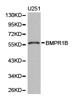 ALK-6 / BMPR1B Antibody - Western blot of extracts of U251 cell lines, using BMPR1B antibody.