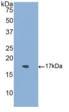 ALK2 / ACVR1 Antibody - Western Blot; Sample: Recombinant ACVR1, Human.