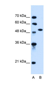 ALK2 / ACVR1 Antibody - ACVR1 / ALK2 antibody Western blot of HepG2 cell lysate. This image was taken for the unconjugated form of this product. Other forms have not been tested.