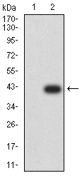 ALK2 / ACVR1 Antibody - Western blot analysis using ACVR1 mAb against HEK293 (1) and ACVR1 (AA: 21-120)-hIgGFc transfected HEK293 (2) cell lysate.