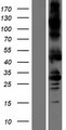 ALK2 / ACVR1 Protein - Western validation with an anti-DDK antibody * L: Control HEK293 lysate R: Over-expression lysate