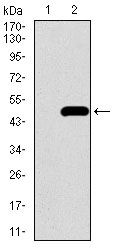 ALK3 / BMPR1A Antibody - Western blot using BMPR1A monoclonal antibody against HEK293 (1) and BMPR1A (AA: 179-378)-hIgGFc transfected HEK293 (2) cell lysate.
