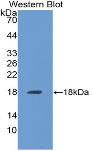 ALK3 / BMPR1A Antibody - Western blot of recombinant ALK3 / BMPR1A.
