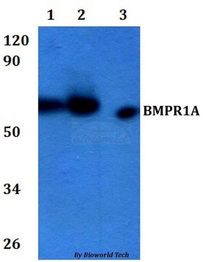 ALK3 / BMPR1A Antibody - Western blot of BMPR1A antibody at 1:500 dilution. Lane 1: HEK293T whole cell lysate. Lane 2: RAW264.7 whole cell lysate.