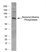 Alkaline Phosphatase Antibody - Western blot of bacterial alkaline phosphatase tagged, HCA106 using Mouse anti-Human alkaline phosphatase (MOUSE ANTI HUMAN ALKALINE PHOSPHATASE), followed by STAR13B.