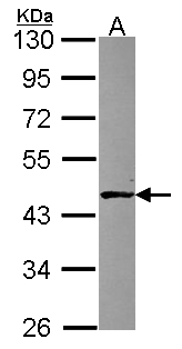 ALKBH1 / ALKB Antibody - Sample (30 ug of whole cell lysate). A: NT2D1. 10% SDS PAGE. ALKBH1 / ALKB antibody diluted at 1:1000.