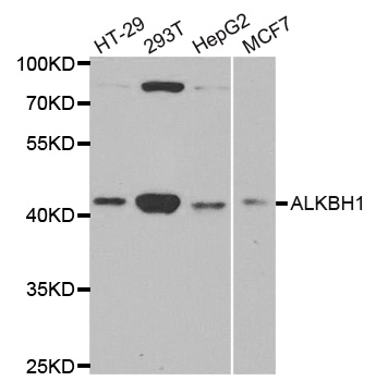 ALKBH1 / ALKB Antibody - Western blot analysis of extracts of various cell lines.