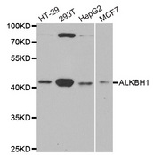 ALKBH1 / ALKB Antibody - Western blot analysis of extracts of various cell lines.