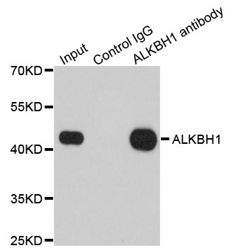ALKBH1 / ALKB Antibody - Immunoprecipitation analysis of 200ug extracts of 293T cells.