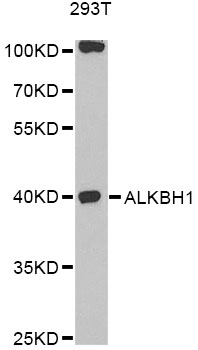 ALKBH1 / ALKB Antibody - Western blot analysis of extracts of 293T cells, using ALKBH1 antibody at 1:1000 dilution. The secondary antibody used was an HRP Goat Anti-Rabbit IgG (H+L) at 1:10000 dilution. Lysates were loaded 25ug per lane and 3% nonfat dry milk in TBST was used for blocking. An ECL Kit was used for detection and the exposure time was 30s.