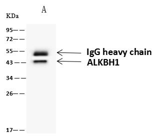 ALKBH1 / ALKB Antibody - ALKBH1 was immunoprecipitated using: Lane A: 0.5 mg Jurkat Whole Cell Lysate. 4 uL anti-ALKBH1 rabbit polyclonal antibody and 60 ug of Immunomagnetic beads Protein A/G. Primary antibody: Anti-ALKBH1 rabbit polyclonal antibody, at 1:100 dilution. Secondary antibody: Goat Anti-Rabbit IgG (H+L)/HRP at 1/10000 dilution. Developed using the ECL technique. Performed under reducing conditions. Predicted band size: 44 kDa. Observed band size: 43 kDa.