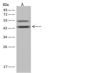 ALKBH1 / ALKB Antibody - Anti-ALKBH1 rabbit polyclonal antibody at 1:500 dilution. Lane A: Jurkat Whole Cell Lysate. Lysates/proteins at 30 ug per lane. Secondary: Goat Anti-Rabbit IgG (H+L)/HRP at 1/10000 dilution. Developed using the ECL technique. Performed under reducing conditions. Predicted band size: 44 kDa. Observed band size: 44 kDa.