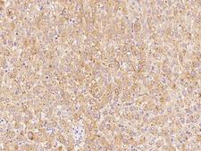 ALKBH1 / ALKB Antibody - Immunochemical staining of human ALKBH1 in human liver with rabbit polyclonal antibody at 1:100 dilution, formalin-fixed paraffin embedded sections.