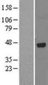 ALKBH1 / ALKB Protein - Western validation with an anti-DDK antibody * L: Control HEK293 lysate R: Over-expression lysate