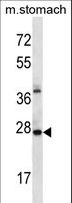 ALKBH4 Antibody - ALKBH4 Antibody western blot of mouse stomach tissue lysates (35 ug/lane). The ALKBH4 antibody detected the ALKBH4 protein (arrow).