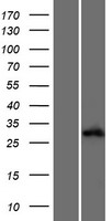 ALKBH6 Protein - Western validation with an anti-DDK antibody * L: Control HEK293 lysate R: Over-expression lysate