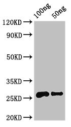 Allergen Mal d 3 Antibody - Western Blot Positive WB detected in Recombinant protein All lanes: MALD3 antibody at 3.2µg/ml Secondary Goat polyclonal to rabbit IgG at 1/50000 dilution predicted band size: 26 kDa observed band size: 26 kDa