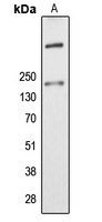 ALMS1 Antibody - Western blot analysis of ALMS1 expression in K562 (A) whole cell lysates.