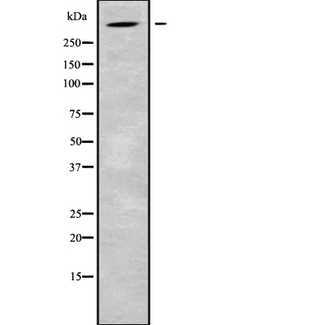ALMS1 Antibody - Western blot analysis of ALMS1 using HeLa whole cells lysates
